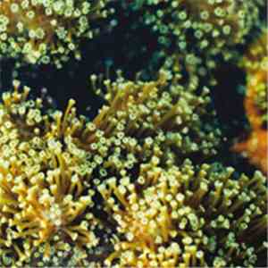 Balam Acab - See Birds download free