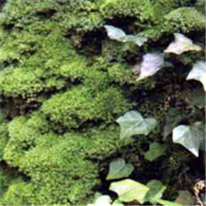 Various - Circulation The Sounds Of The Moss download free